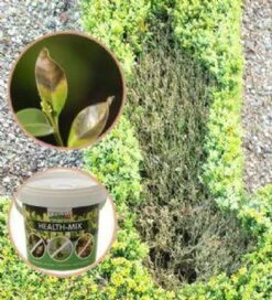 Topbuxus Buxus Health Mix -Gardena Verkoopwinkel 1089x1200