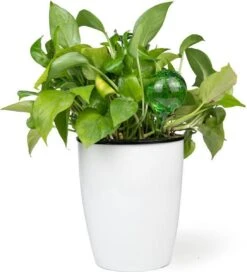 Merkloos Decopatent® 4 Stuks - Waterdruppelaar Voor Planten - Watergever - Glas - Waterbollen - Watergeefsysteem - Plantenbollen - Groen -Gardena Verkoopwinkel 1091x1200 1