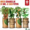 Baza Stadstuin Hete Peper Kweek Pakket -Gardena Verkoopwinkel 1102x1200