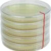 ToshiFarm Petrischaal - 5 Stuks - Petrischalen Met Agar - Steriele Petrischaal Met Agar - Steriele Agar Plaatjes 2 ToshiFarm Petrischaal - 5 Stuks - Petrischalen Met Agar - Steriele Petrischaal Met Agar - Steriele Agar Plaatjes -Gardena Verkoopwinkel 1144x1200 1