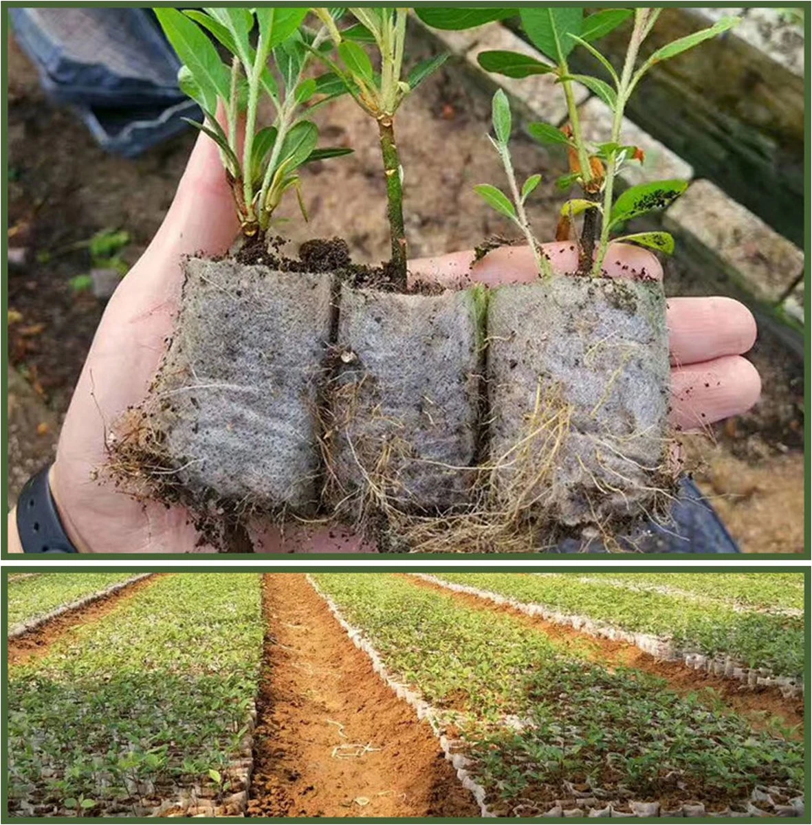 BioGrow | Milieuvriendelijke Groeipotjes | 20 Stuks | Ø7x9cm | Biologisch Afbreekbaar | Gemaakt Van Bamboe | Ideaal Voor Stekken, Zaaien En Groeien | Geschikt Als Turfpotjes, Stekzakjes, Groeibakjes En Zaaibakjes 5 BioGrow | Milieuvriendelijke Groeipotjes | 20 Stuks | Ø7x9cm | Biologisch Afbreekbaar | Gemaakt Van Bamboe | Ideaal Voor Stekken, Zaaien En Groeien | Geschikt Als Turfpotjes, Stekzakjes, Groeibakjes En Zaaibakjes - Afbeelding 3