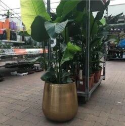 Gina Da Bloempot Karakter Goud - XL -Gardena Verkoopwinkel 1191x1200 8