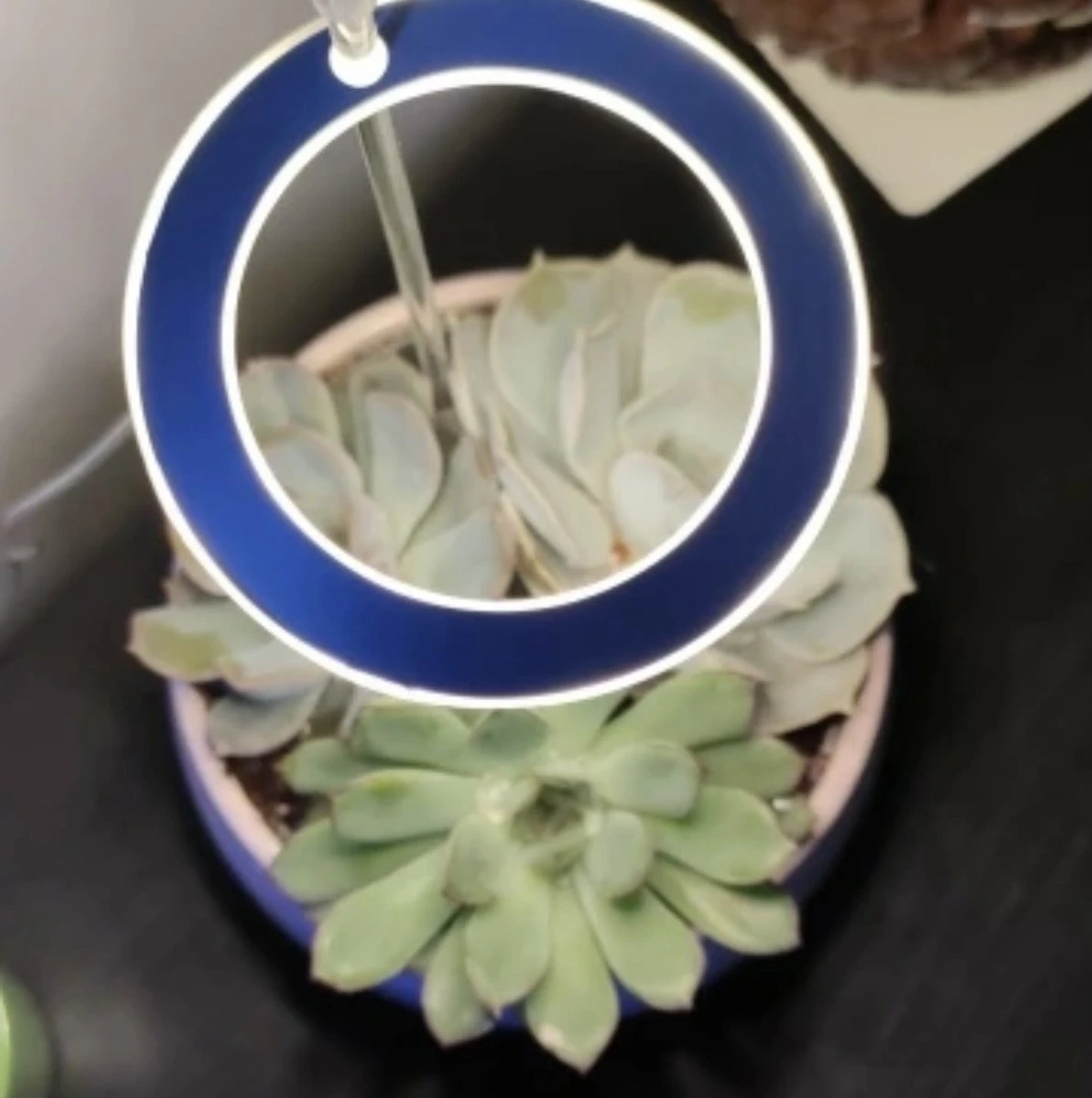 A Sunny Day Kweeklamp LED Ring Wit Licht - 3 Ringen - Groeilamp Voor Planten - Zonlicht Lamp - Grow Light 6 A Sunny Day Kweeklamp LED Ring Wit Licht - 3 Ringen - Groeilamp Voor Planten - Zonlicht Lamp - Grow Light - Afbeelding 4