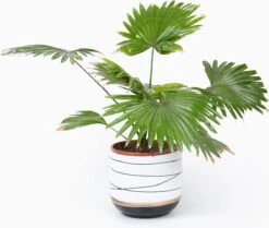 Bloempotten Binnen - Keramiek - Gouden Rand - Bloempot Buiten - Afvoergat 24 - Small Set Van 3 - 15 Cm -Gardena Verkoopwinkel 1200x1016 3