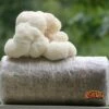 ToshiFarm Fruiting Block Voor Lion's Mane (2kg) - Lion's Mane Kweekset - Pruikzwam Kweekset - Kweekset Pom Pom Blanc - Lion's Mane Kweken -Gardena Verkoopwinkel 1200x1032 1