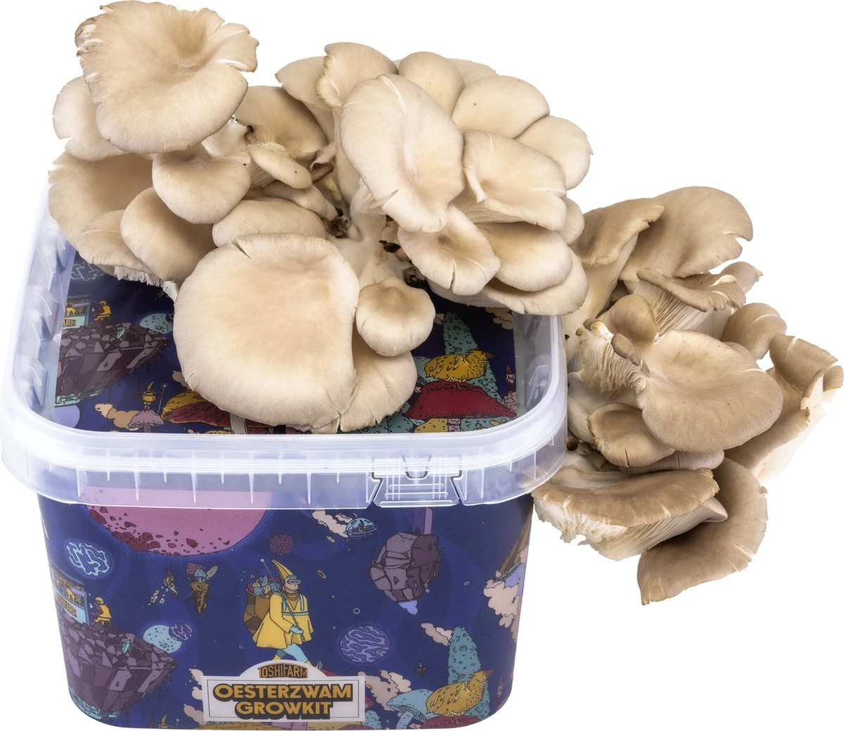 ToshiFarm Triple Kweekbundel - 3x Oesterzwam Growkit - 3x Oesterzwamsporen (Grijs, Geel En Roze) 9 ToshiFarm Triple Kweekbundel - 3x Oesterzwam Growkit - 3x Oesterzwamsporen (Grijs, Geel En Roze) - Afbeelding 7