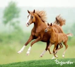 Kalk Korrel Meststof Verrijkt Met Magnesium (20Kg - Voor 400m2) Voor Dieper Bladgroen (+PH) Speciaal Voor Gazon, Perken, Moestuin En Openbaar Groen - Organifer -Gardena Verkoopwinkel 1200x1071 1