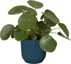 Elho Vibes Fold Rond 22 - Bloempot Voor Binnen - Ø 22.0 X H 20.2 Cm - Diepblauw -Gardena Verkoopwinkel 1200x1093 3