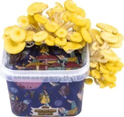 ToshiFarm Triple Kweekbundel - 3x Oesterzwam Growkit - 3x Oesterzwamsporen (Grijs, Geel En Roze) 19 ToshiFarm Triple Kweekbundel - 3x Oesterzwam Growkit - 3x Oesterzwamsporen (Grijs, Geel En Roze) -Gardena Verkoopwinkel 1200x1132