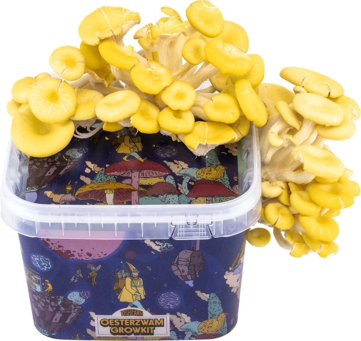 ToshiFarm Triple Kweekbundel - 3x Oesterzwam Growkit - 3x Oesterzwamsporen (Grijs, Geel En Roze) 10 ToshiFarm Triple Kweekbundel - 3x Oesterzwam Growkit - 3x Oesterzwamsporen (Grijs, Geel En Roze) - Afbeelding 8