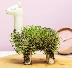 Gift Republic Lama Bloempot Met Zaadjes -Gardena Verkoopwinkel 1200x1137