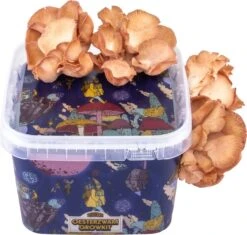 ToshiFarm Triple Kweekbundel - 3x Oesterzwam Growkit - 3x Oesterzwamsporen (Grijs, Geel En Roze) 14 ToshiFarm Triple Kweekbundel - 3x Oesterzwam Growkit - 3x Oesterzwamsporen (Grijs, Geel En Roze) -Gardena Verkoopwinkel 1200x1141