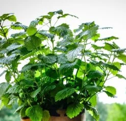 Biologische Kweekset Theekruiden Munt -Gardena Verkoopwinkel 1200x1147 1