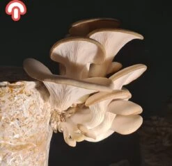 Samzwam Oesterzwam Kweekset XL - Kant En Klaar - Zelf Paddenstoelen Kweken - DIY - 3 KG -Gardena Verkoopwinkel 1200x1160