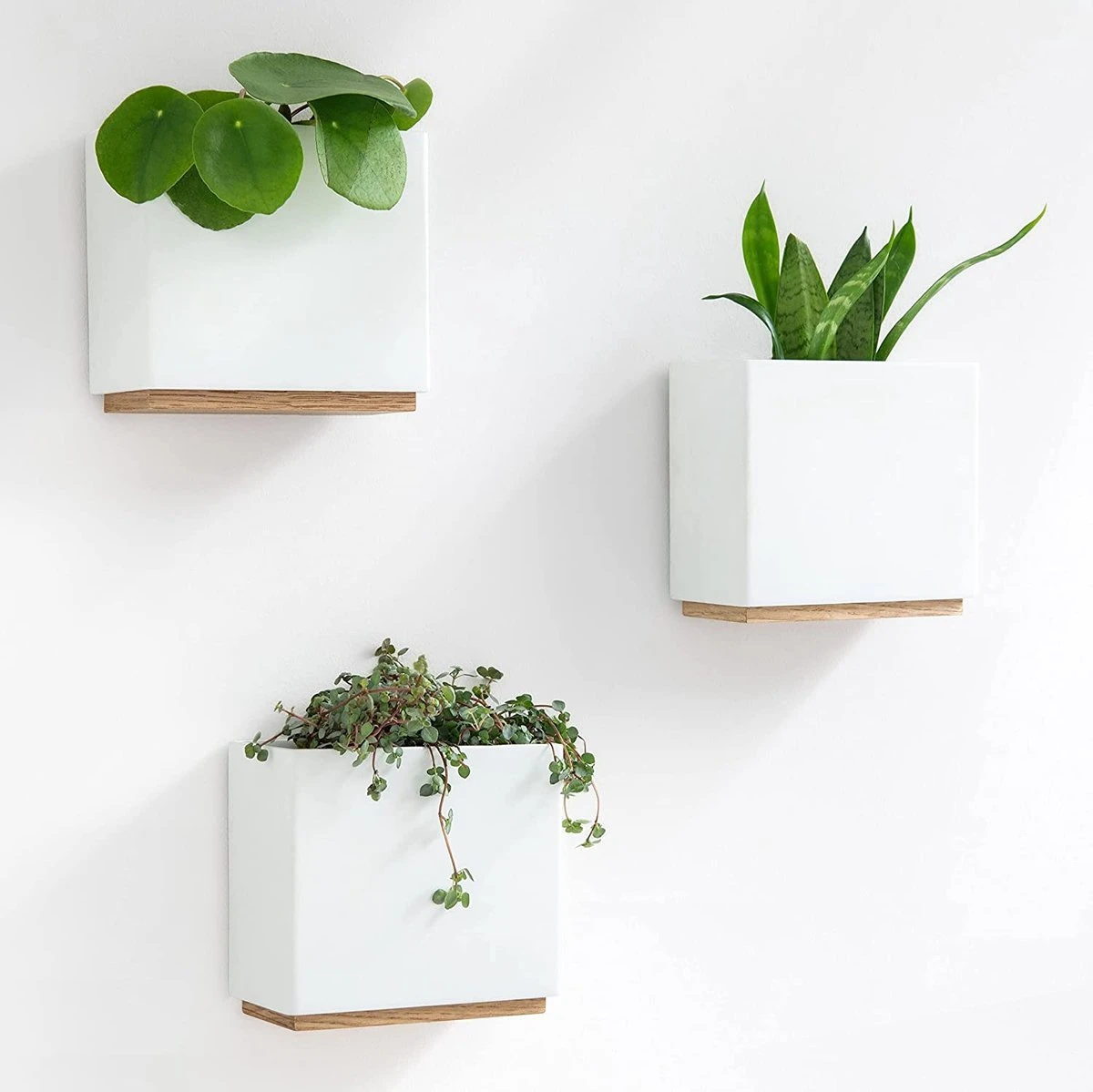 KAZAI. Wandvazen -Alma | Moderne Hangende Bloempotten Voor Aan De Muur | 3-delige Bloempot Set Van Hoogwaardig Hars Voor Kamerplanten, Kunstplanten, Bloemen Enz. | Wit 3 KAZAI. Wandvazen -Alma | Moderne Hangende Bloempotten Voor Aan De Muur | 3-delige Bloempot Set Van Hoogwaardig Hars Voor Kamerplanten, Kunstplanten, Bloemen Enz. | Wit