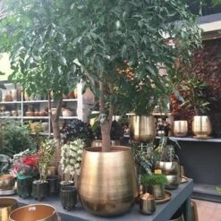 Gina Da Bloempot Karakter Goud - XL -Gardena Verkoopwinkel 1200x1200 1302