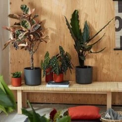 Elho B.for Soft Rond 22 - Bloempot Voor Binnen - Ø 22.3 X H 20.4 Cm - Zwart/Antraciet -Gardena Verkoopwinkel 1200x1200 1346