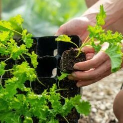 Stevige Lage Zaaitray - 28 Cellen - The Farm Dream - Root Trainer - ECO Friendly - Milieuvriendelijke - Kweektray - Hard Plastic - Stektray -Gardena Verkoopwinkel 1200x1200 135