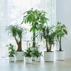 Elho B.for Soft Rond 30 - Bloempot Voor Binnen - Ø 29.5 X H 27.6 Cm - Wit -Gardena Verkoopwinkel 1200x1200 1442