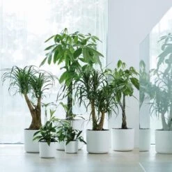 Elho B.for Soft Rond 30 - Bloempot Voor Binnen - Ø 29.5 X H 27.6 Cm - Wit -Gardena Verkoopwinkel 1200x1200 1443