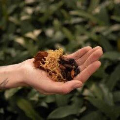 SYBASoil Orchidee Mix 5L - Turfvrije Potgrond Mix - 6 Maanden Voeding -Gardena Verkoopwinkel 1200x1200 164