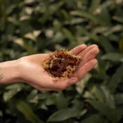 SYBASoil Orchidee Mix 5L - Turfvrije Potgrond Mix - 6 Maanden Voeding -Gardena Verkoopwinkel 1200x1200 165