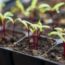 Stevige Zaaitray Ondiep - 40 Cellen - The Farm Dream - Stektray - ECO Friendly - Milieuvriendelijke - Zaaibak - Hard Plastic - Kweektray -Gardena Verkoopwinkel 1200x1200 172