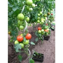 ACD Tomatenspiralen 10 Stuks Gegalvaniseerd Staal -Gardena Verkoopwinkel 1200x1200 19