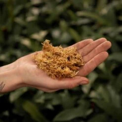 SYBASoil Sphagnum Mos 3L - 5-15cm - Hydrocultuur Groeimedium - Lokaal Geoogst -Gardena Verkoopwinkel 1200x1200 208