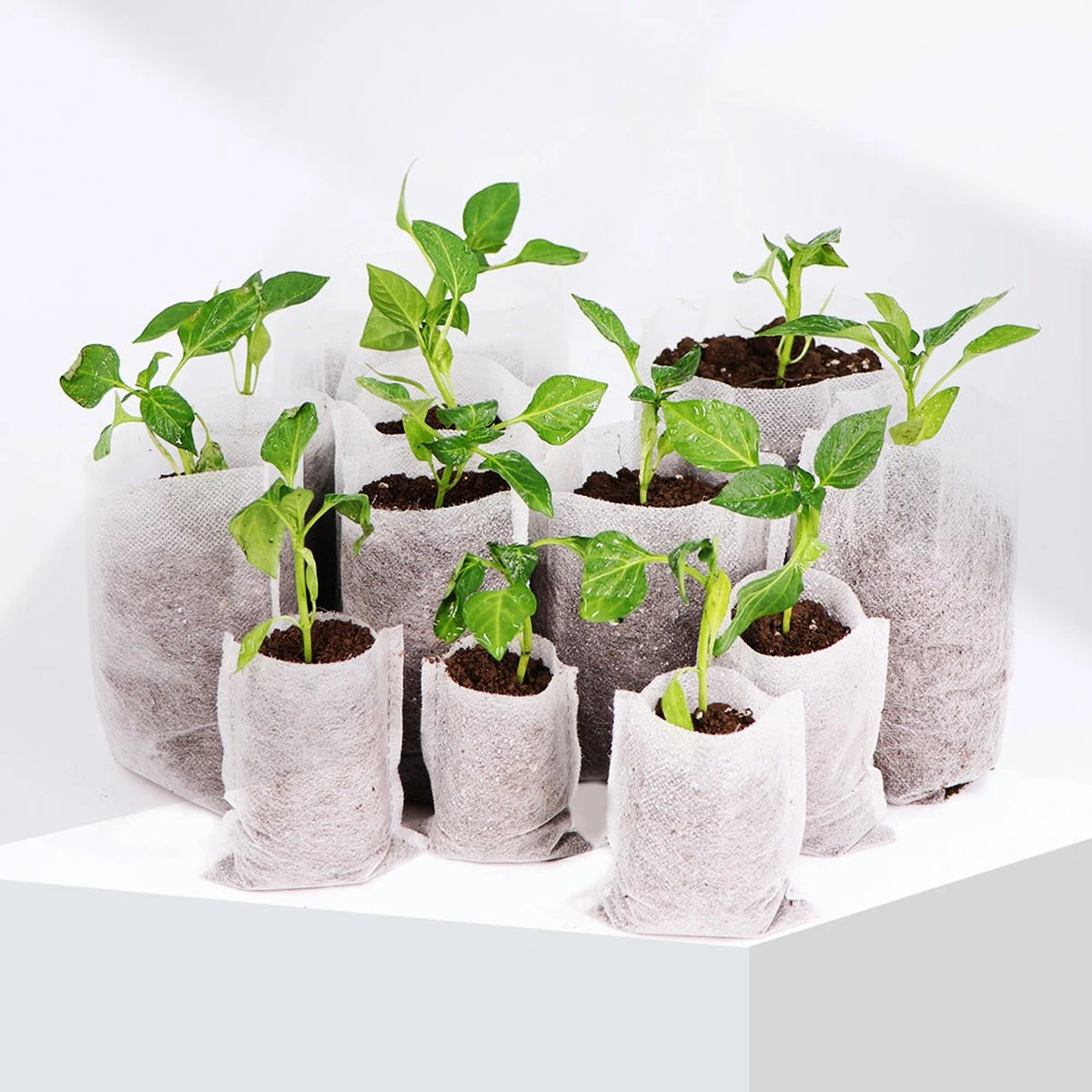 BioGrow | Milieuvriendelijke Groeipotjes | 20 Stuks | Ø7x9cm | Biologisch Afbreekbaar | Gemaakt Van Bamboe | Ideaal Voor Stekken, Zaaien En Groeien | Geschikt Als Turfpotjes, Stekzakjes, Groeibakjes En Zaaibakjes 6 BioGrow | Milieuvriendelijke Groeipotjes | 20 Stuks | Ø7x9cm | Biologisch Afbreekbaar | Gemaakt Van Bamboe | Ideaal Voor Stekken, Zaaien En Groeien | Geschikt Als Turfpotjes, Stekzakjes, Groeibakjes En Zaaibakjes - Afbeelding 4
