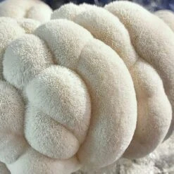 ToshiFarm Fruiting Block Voor Lion's Mane (2kg) - Lion's Mane Kweekset - Pruikzwam Kweekset - Kweekset Pom Pom Blanc - Lion's Mane Kweken -Gardena Verkoopwinkel 1200x1200 346