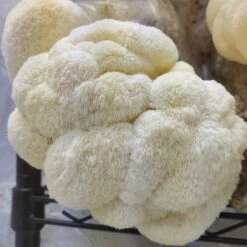 ToshiFarm Fruiting Block Voor Lion's Mane (2kg) - Lion's Mane Kweekset - Pruikzwam Kweekset - Kweekset Pom Pom Blanc - Lion's Mane Kweken -Gardena Verkoopwinkel 1200x1200 348