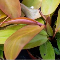 SYBASoil Aroid Mix 5L - Turfvrije Potgrond Mix - 6 Maanden Voeding -Gardena Verkoopwinkel 1200x1200 381