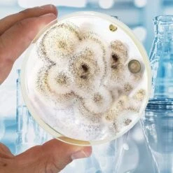 ToshiFarm Petrischaal - 5 Stuks - Petrischalen Met Agar - Steriele Petrischaal Met Agar - Steriele Agar Plaatjes -Gardena Verkoopwinkel 1200x1200 409