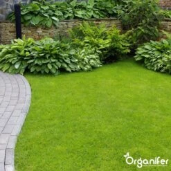 Koemestkorrels 3in1 (20Kg Voor 200m2) Allround Organische Meststof - Direct Opneembare Voeding - Langdurige Werking > 120 Dagen - Geurloos - Verbeterd Bodem - Lavameel Toevoeging - Versterkt Gras En Planten - Organifer -Gardena Verkoopwinkel 1200x1200 423