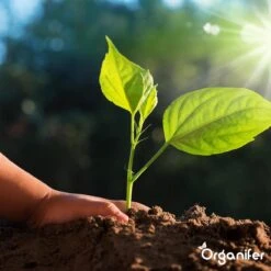 Koemestkorrels 3in1 (20Kg Voor 200m2) Allround Organische Meststof - Direct Opneembare Voeding - Langdurige Werking > 120 Dagen - Geurloos - Verbeterd Bodem - Lavameel Toevoeging - Versterkt Gras En Planten - Organifer -Gardena Verkoopwinkel 1200x1200 425