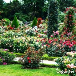 Koemestkorrels 3in1 (20Kg Voor 200m2) Allround Organische Meststof - Direct Opneembare Voeding - Langdurige Werking > 120 Dagen - Geurloos - Verbeterd Bodem - Lavameel Toevoeging - Versterkt Gras En Planten - Organifer -Gardena Verkoopwinkel 1200x1200 426