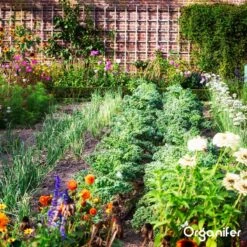 Koemestkorrels 3in1 (20Kg Voor 200m2) Allround Organische Meststof - Direct Opneembare Voeding - Langdurige Werking > 120 Dagen - Geurloos - Verbeterd Bodem - Lavameel Toevoeging - Versterkt Gras En Planten - Organifer -Gardena Verkoopwinkel 1200x1200 427