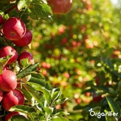 Koemestkorrels 3in1 (20Kg Voor 200m2) Allround Organische Meststof - Direct Opneembare Voeding - Langdurige Werking > 120 Dagen - Geurloos - Verbeterd Bodem - Lavameel Toevoeging - Versterkt Gras En Planten - Organifer -Gardena Verkoopwinkel 1200x1200 428