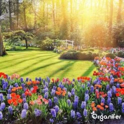 Koemestkorrels 3in1 (20Kg Voor 200m2) Allround Organische Meststof - Direct Opneembare Voeding - Langdurige Werking > 120 Dagen - Geurloos - Verbeterd Bodem - Lavameel Toevoeging - Versterkt Gras En Planten - Organifer -Gardena Verkoopwinkel 1200x1200 429