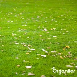 IJzersulfaat Meststof – Mos Verwijderaar – 5kg -Voor 250m2 (organifer) -Gardena Verkoopwinkel 1200x1200 441