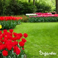 IJzersulfaat Meststof – Mos Verwijderaar – 5kg -Voor 250m2 (organifer) -Gardena Verkoopwinkel 1200x1200 444