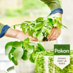Pokon Bio Groene Planten Voeding - 500ml - Plantenvoeding (bio) - 7ml Per 1L Water -Gardena Verkoopwinkel 1200x1200 448
