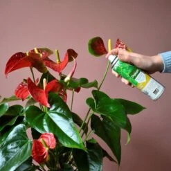 Pokon Bladglans 250ml -Gardena Verkoopwinkel 1200x1200 456