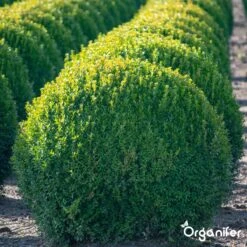 Lavameel Uit Eifel Oergesteente (20Kg Voor 200m2) Organifer -Gardena Verkoopwinkel 1200x1200 464