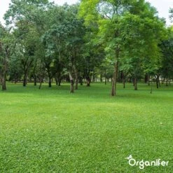 Kalk Korrel Meststof Verrijkt Met Magnesium (5Kg - Voor 100m2) Voor Dieper Bladgroen (+PH) Speciaal Voor Gazon, Perken, Moestuin En Openbaar Groen - Organifer -Gardena Verkoopwinkel 1200x1200 487