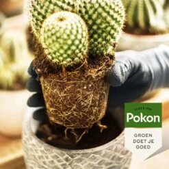Pokon Cactus & Vetplant Voeding - 250ml - Plantenvoeding - 20ml Per 1L Water -Gardena Verkoopwinkel 1200x1200 522