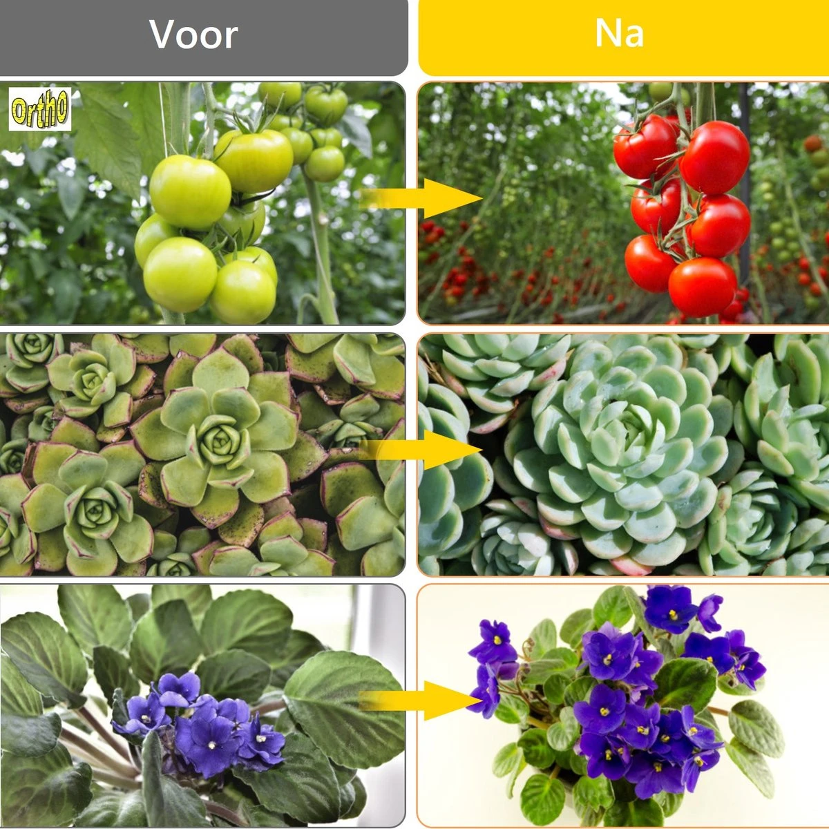 Ortho® - LED Groeilamp - Wit Licht - Bloeilamp - Kweeklamp - Full Spectrum - Grow Light - Groei Lamp (met 3 Lampen) Met Flexibele Lamphouder - Hoge Lichtintensiteit - Klem Spotje - 3x 8 Ortho® - LED Groeilamp - Wit Licht - Bloeilamp - Kweeklamp - Full Spectrum - Grow Light - Groei Lamp (met 3 Lampen) Met Flexibele Lamphouder - Hoge Lichtintensiteit - Klem Spotje - 3x - Afbeelding 6