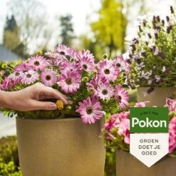 Pokon Voedingskegels Voor Terras- & Balkonplanten - 40 Stuks - 180 Dagen Voeding - Plantenvoeding -Gardena Verkoopwinkel 1200x1200 541