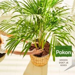 Pokon Palm Voeding - 250ml - Plantenvoeding - 10ml Per 1L Water -Gardena Verkoopwinkel 1200x1200 566